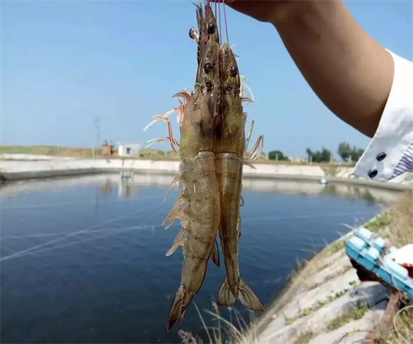 养殖虾兽药残留检测 养殖虾氯霉素检测