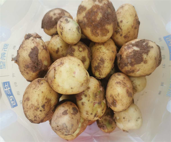 土豆营养成分检测 土豆水分含量检测