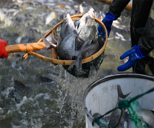 渔业用水重金属检测 渔业用水亚硝酸盐检测