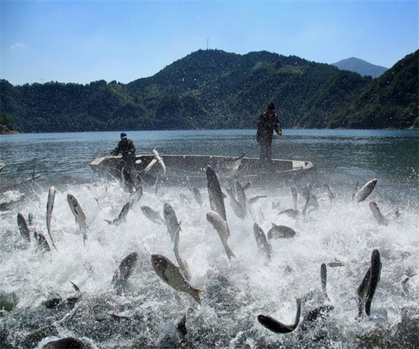 渔业水质八大重金属检测 渔业水质氨氮含量检测