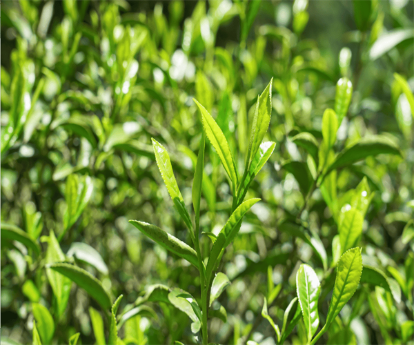 茶叶农药残留量检测 茶叶微生物指标检测